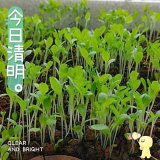 清明前后种瓜点豆下一句