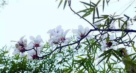 不逛勾栏许七安下一句