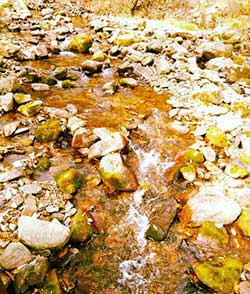 风霜高洁下一句