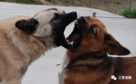 咬人的狗不叫下一句