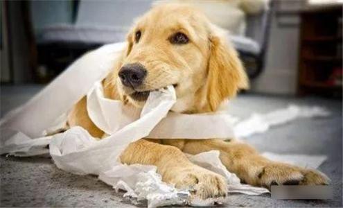 咬人的狗不叫下一句