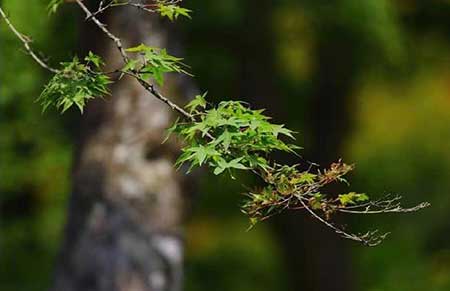 朽木不可雕下一句