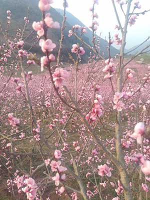 桃花灼灼下一句是什么