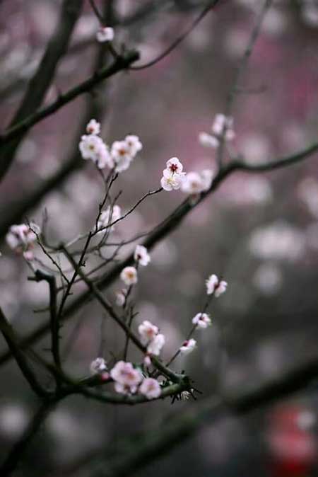 梅香入梦下一句