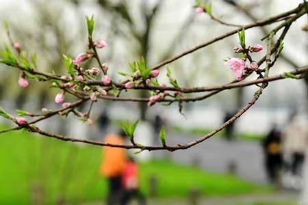 桃花冬天开下一句