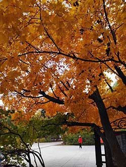 秋意盎然下一句