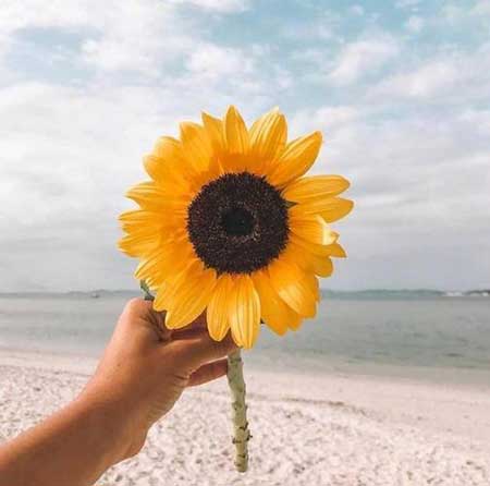 一日之计在于晨的下一句