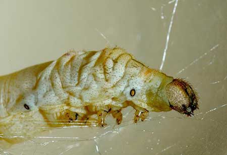 春蚕到死丝方尽的下一句是