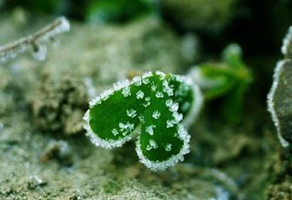 心若美好下一句是什么