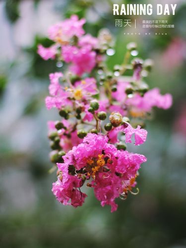 一花一草皆风景下一句