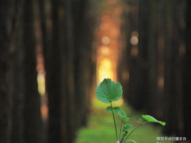 心若有梦下一句是什么