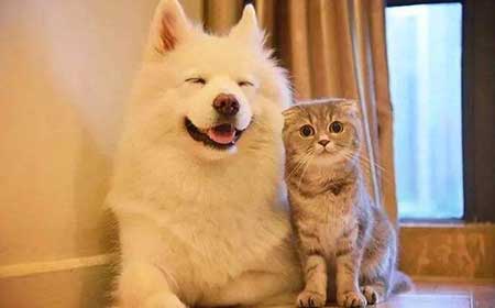 猫狗双全下一句是什么