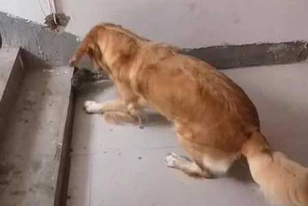 狗拿耗子的下一句