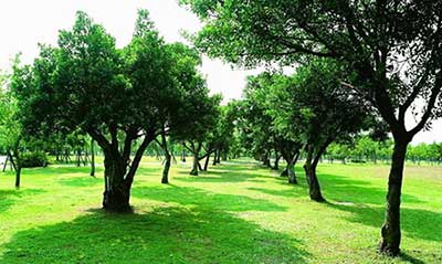 前人栽树的下一句是什么