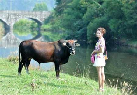 老牛吃嫩草下一句什么