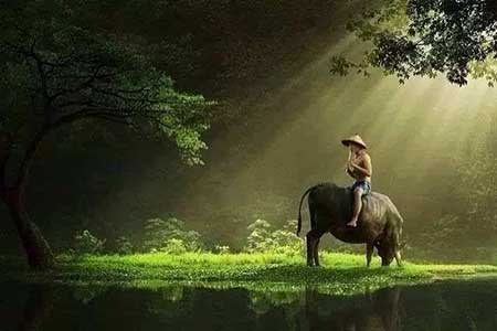 贪心不足蛇吞象下一句