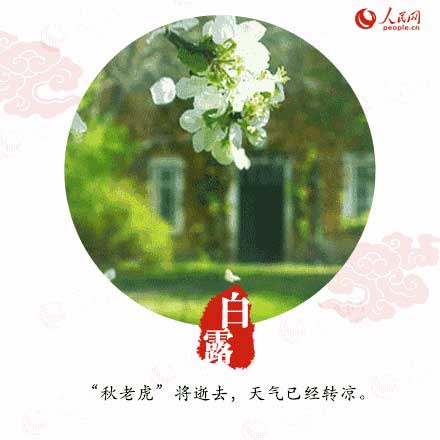 白露白的下一句
