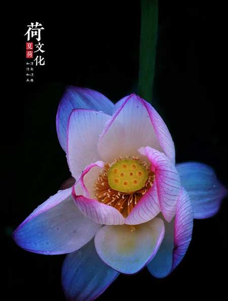 笑入荷花去的下一句