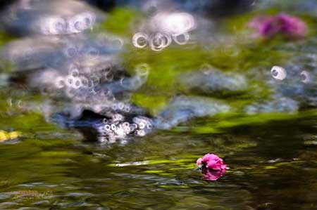 花落无声下一句