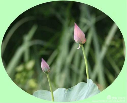 花花草草下一句