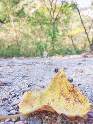 落叶归根的下一句