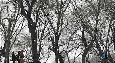 树影婆娑下一句