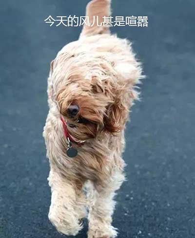 风中凌乱下一句什么