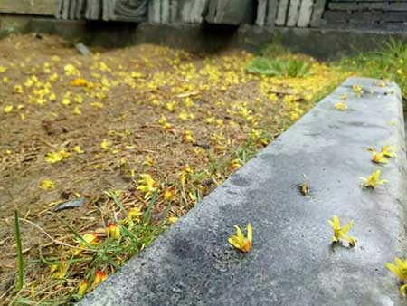 满地黄花堆积下一句