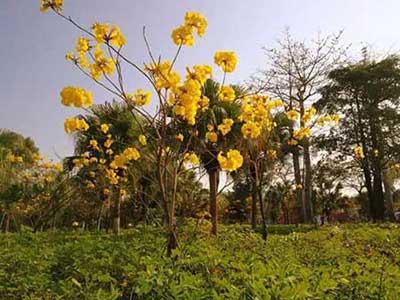 满地黄花堆积下一句