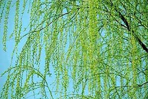 无敌何须怨杨柳下一句