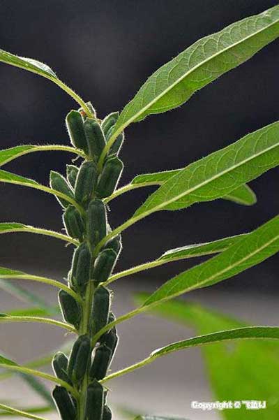 芝麻开花歇后语的下一句