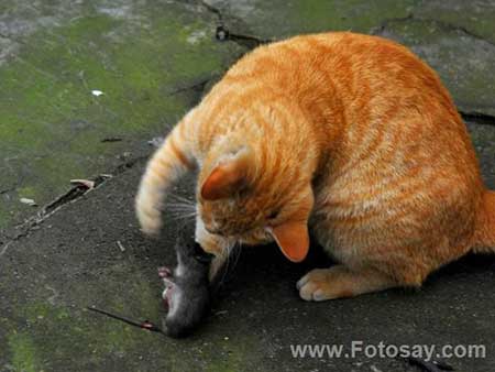 猫哭耗子的下一句