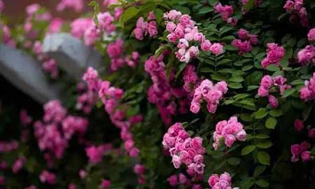 黄四娘家花满蹊的下一句是什么