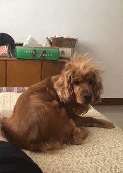 狗听了都摇头下一句