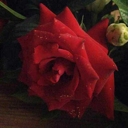 赠人玫瑰的下一句