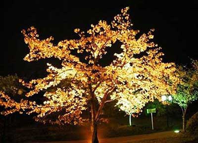 白天不懂夜的美下一句