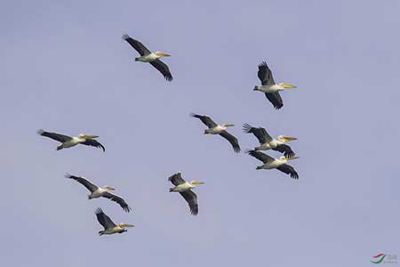 天高任鸟飞的下一句