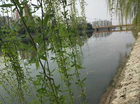 沿河看柳的下一句是什么