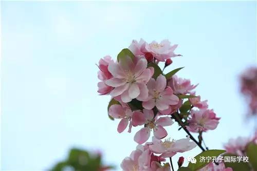 落花人独立的下一句