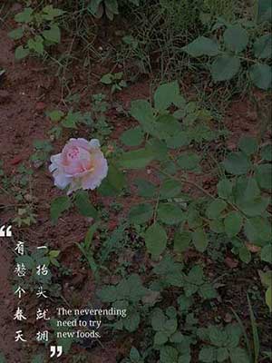 玫瑰到了花期下一句什么意思