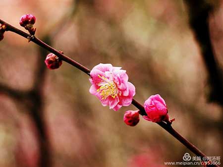 风雨送春归的下一句
