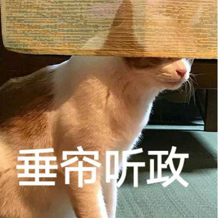 没有感情的杀手下一句