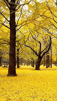 秋风扫落叶下一句