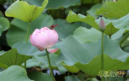 起舞弄清影下一句