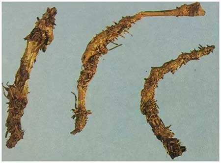 哑巴吃黄连的下一句是什么