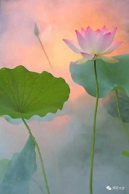 出淤泥而不染的下一句是什么