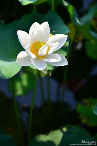 出淤泥而不染下一句是什么