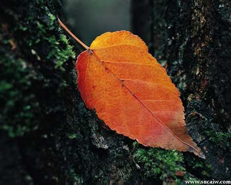 落叶飘零下一句