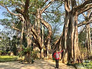 树多成林不怕风下一句