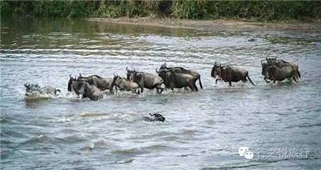 物竞天择下一句